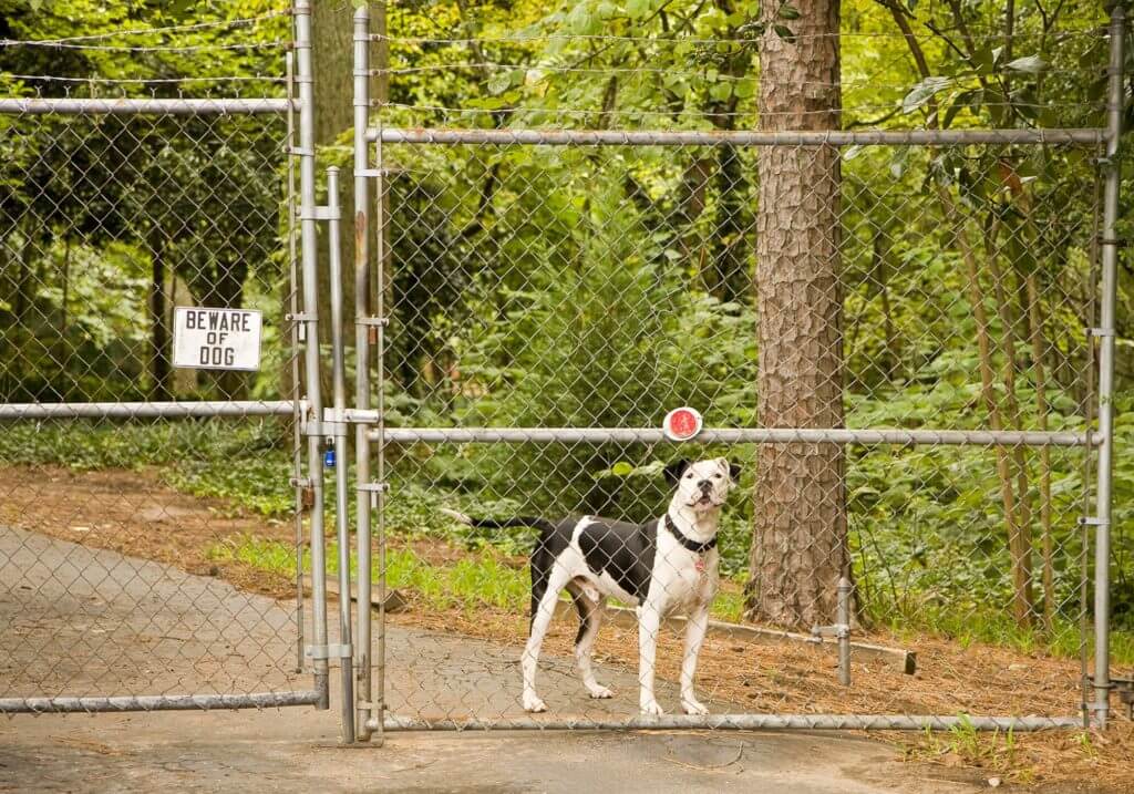 Beware of dog sign on chain link fence with black and white dog behind it